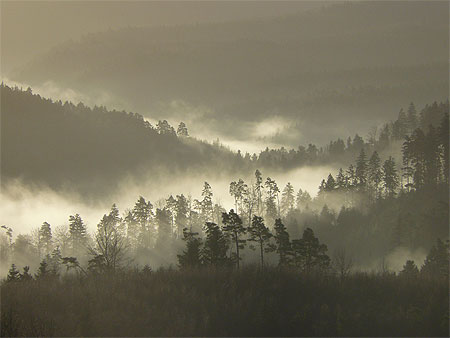 Forêt dans la brume Forêt dans la brume