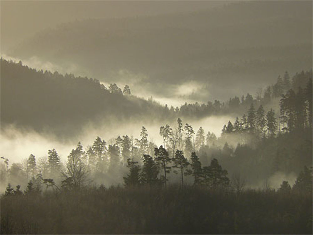 Forêt dans la brume