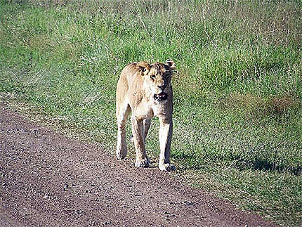 Lionne au Masaï Mara