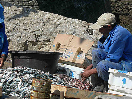 Nettoyage des sardines