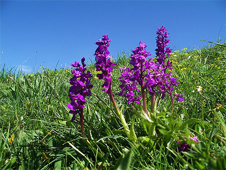 Orquis Orquis