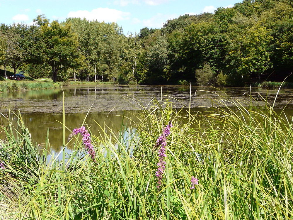 Etang à La Croix en Touraine