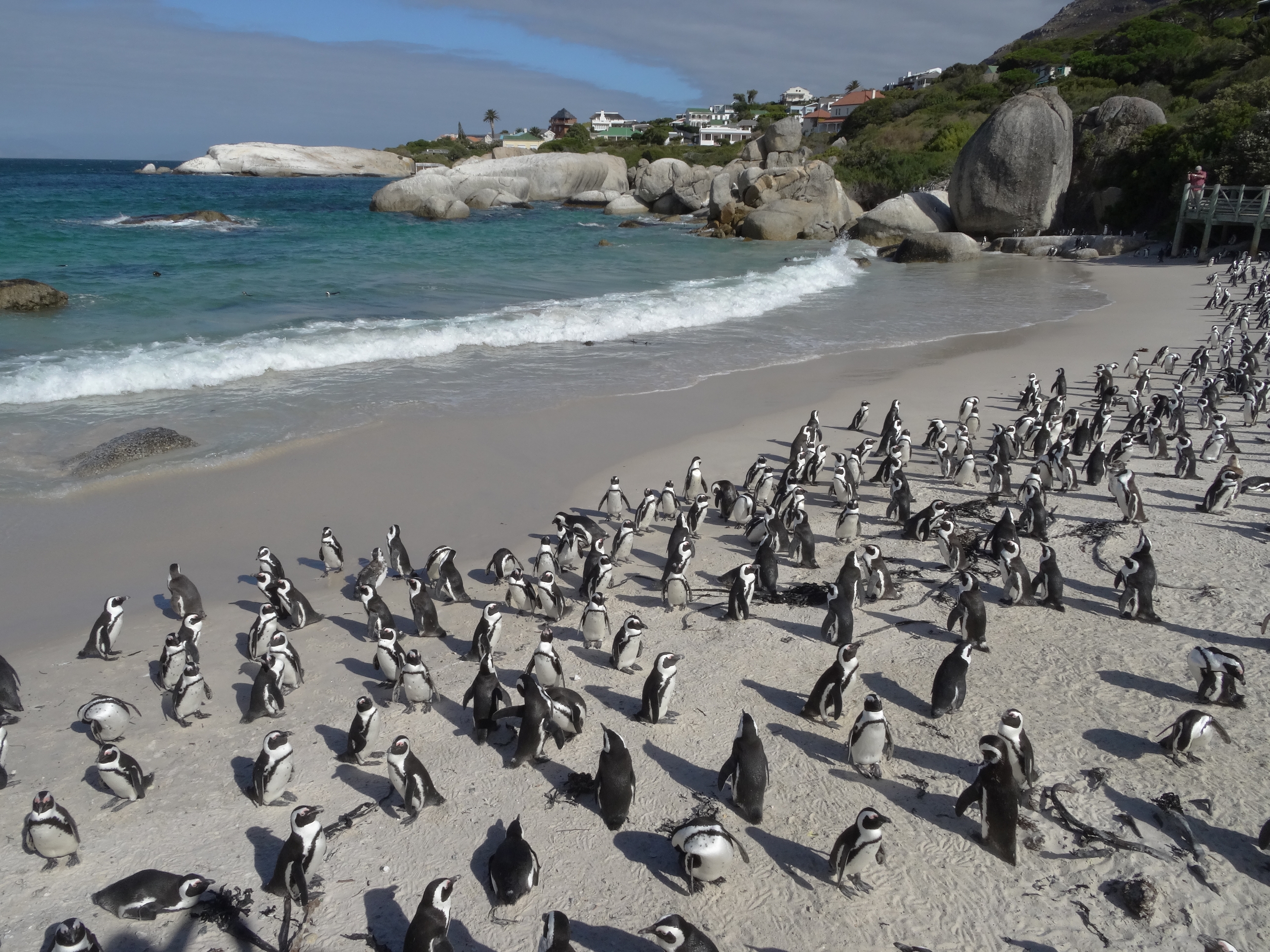 Manchots A Boulders Beach Plages Mer Pingouins Oiseaux Animaux Boulders National Park Simon S Town Province Du Cap Afrique Du Sud Routard Com