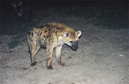 Hyène à Harar