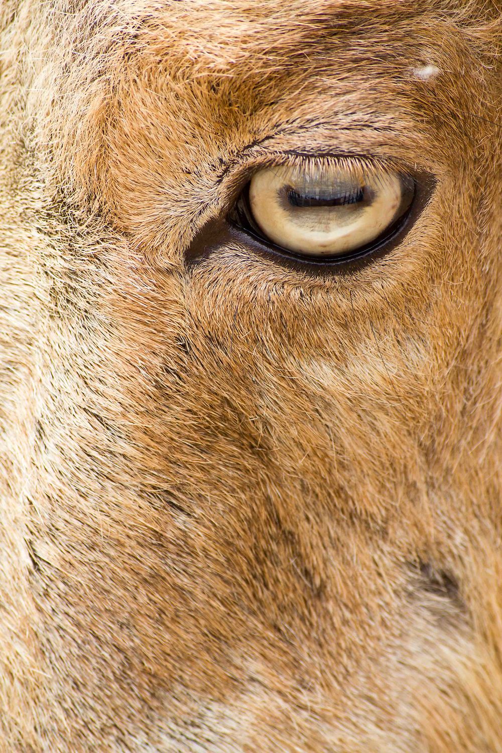 Sétif - Zoo - L'oeil du bouc