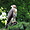 Faucon pèlerin à Central Park