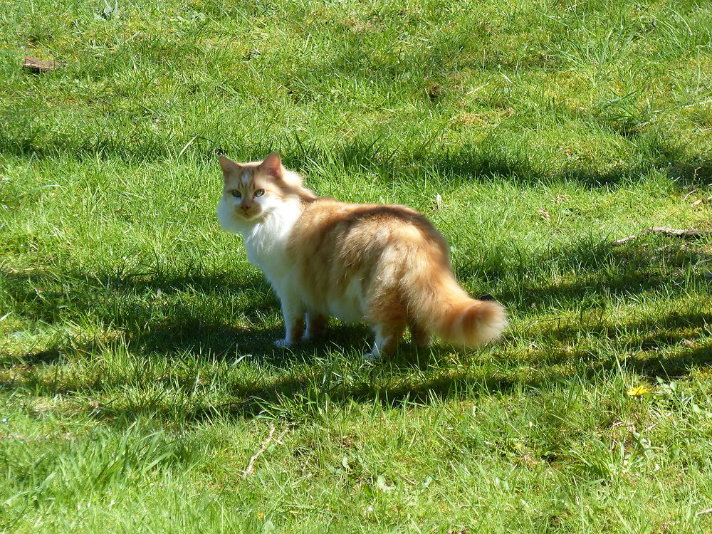 Il ressemble à un petit renard, Châteaulin