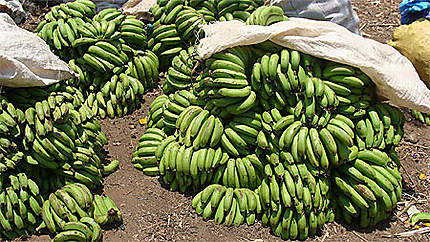 Bananes au marché du lac de samaya