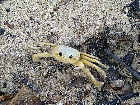 Crabby, le crabe des cocotiers Crabby, le crabe des cocotiers