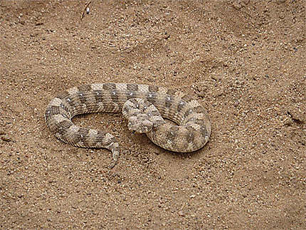 Serpent bicolore