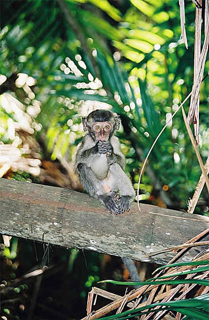 Bébé macaque