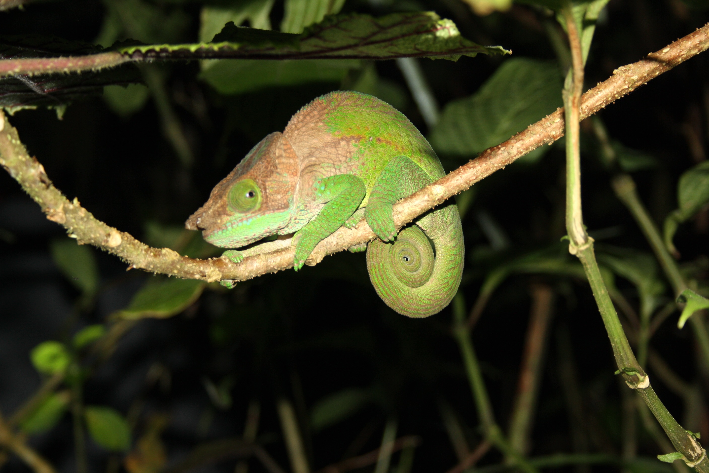 Caméléon Reptiles Animaux Caméléons Animaux Animaux Parc — free download