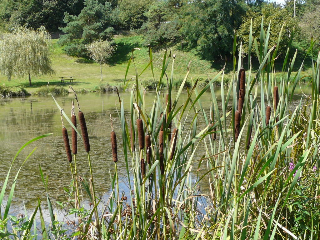 Roseaux à l'Etang des 3 Merlettes Roseaux à l'Etang des 3 Merlettes