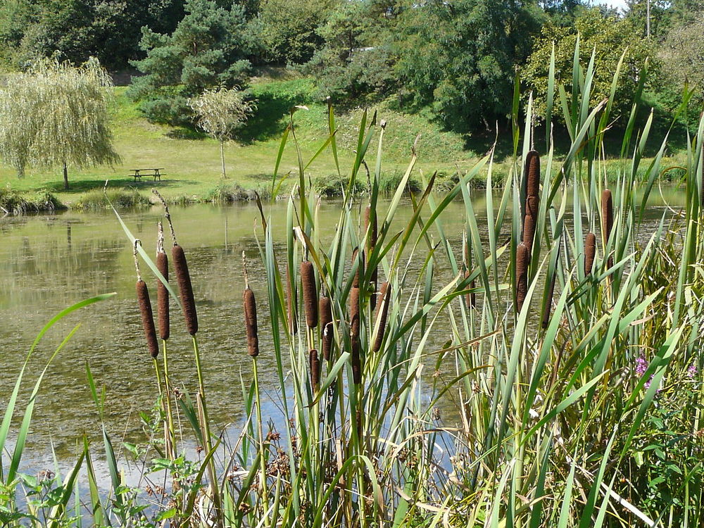 Roseaux à l'Etang des 3 Merlettes