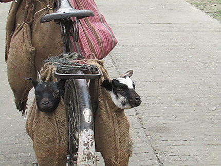 Transport de chèvres à Majuli