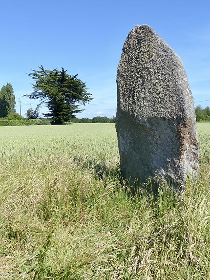 Menhir de Kercordonner 