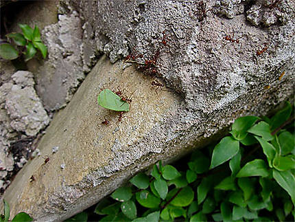 Fourmis coupeuses de feuilles