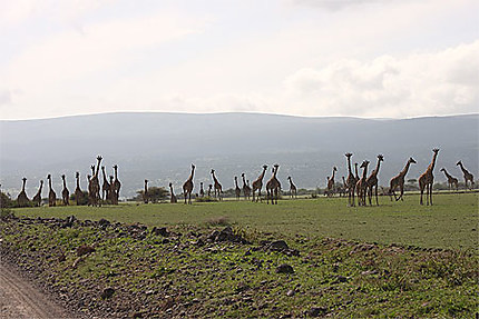 Rassemblement de girafes