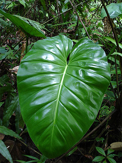 Plante tropicale Plante tropicale