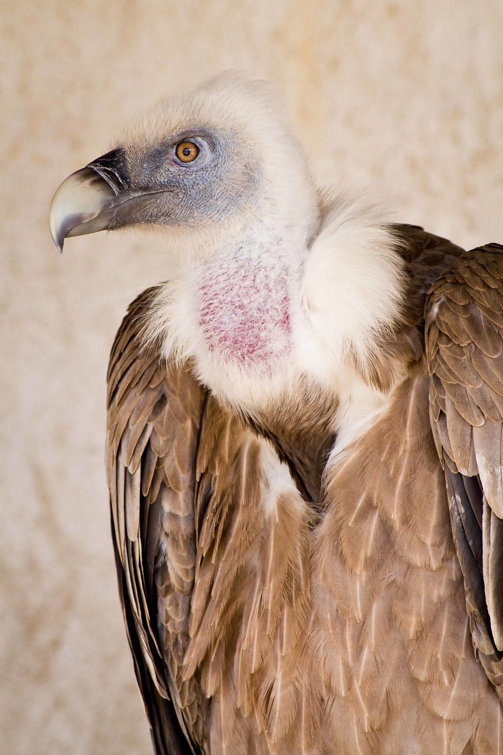 Sétif - Zoo - Vautour fauve