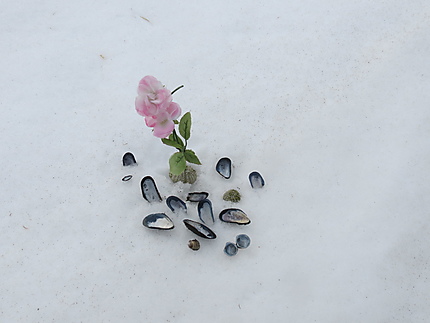 Des fleurs sur la neige à Ste-Luce-sur-Mer