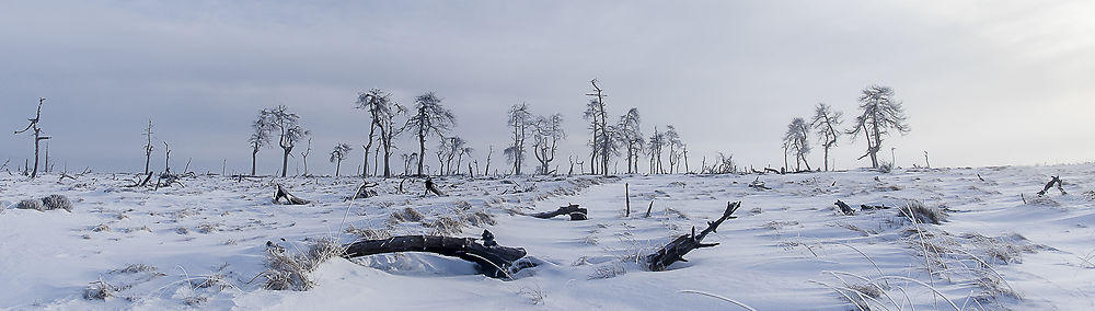 Noir Flohay en Belgique