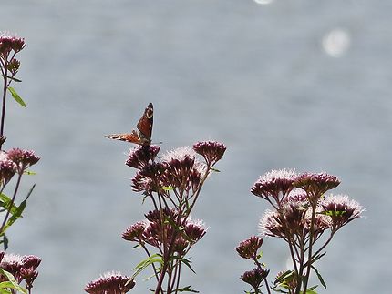 Papillon au Lac de Priziac