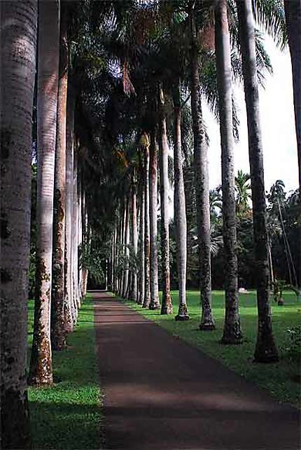 Palmiers Royaux, parc Pamplemousse