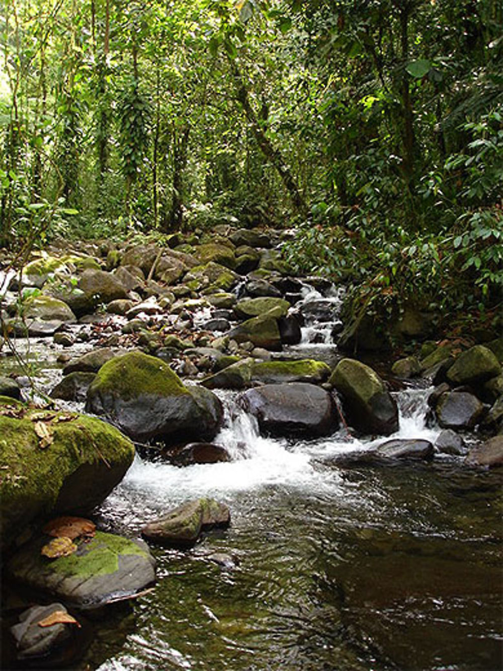 Rivière de cailloux