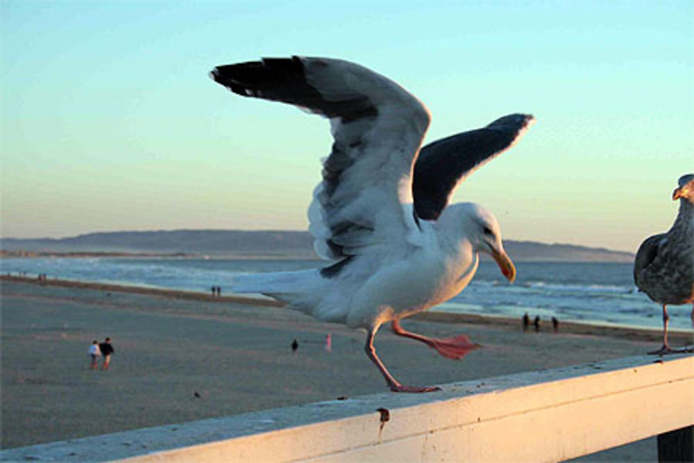 Mouette de Pismo Beach