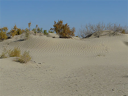 Le fond de la mer d'Aral est devenu un désert où l'on peut ramasser quelques coquillages