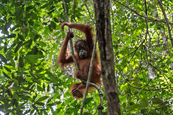À la rencontre des orangs-outans de Sumatra
