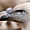 Sétif - Zoo - Vautour fauve