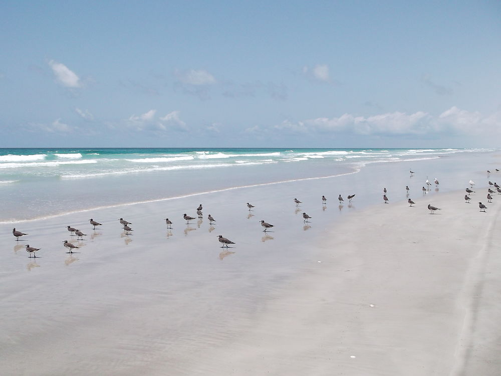 Plage des mouettes