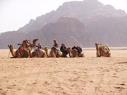 Repos des chameaux