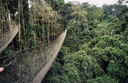Pont de singe à Kakum forest