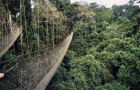 Pont de singe à Kakum forest Pont de singe à Kakum forest