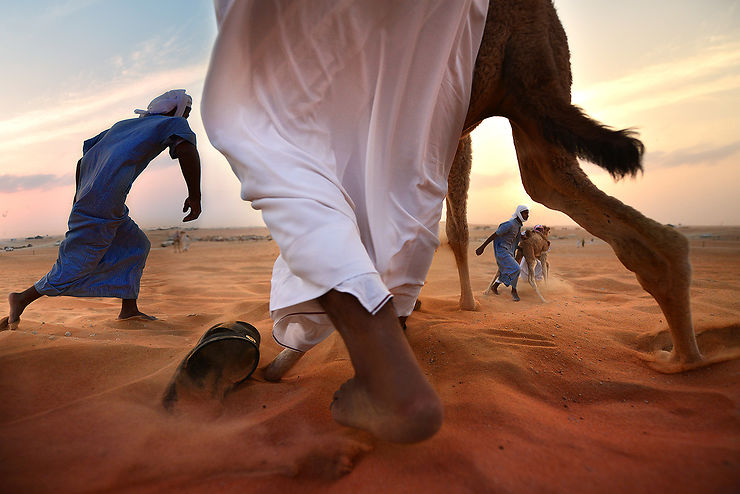 Festival du chameau à Al Dhafra, Abu Dhabi