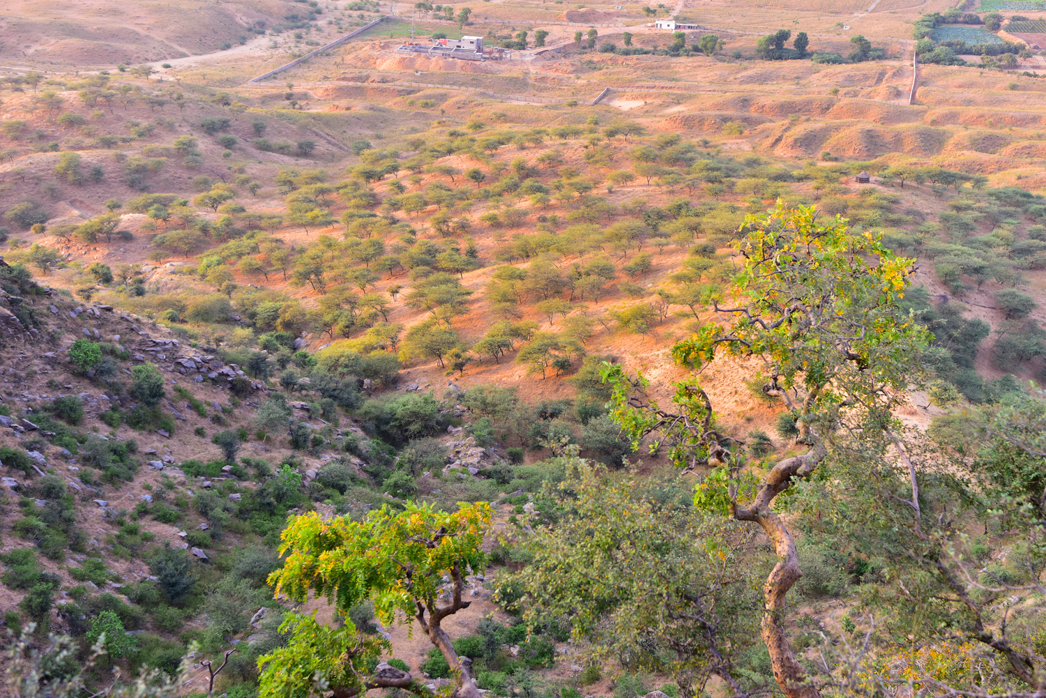 Focus sur la végétation à flanc de colline Focus sur la végétation à flanc de colline