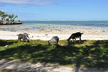 Chèvres sur la plage