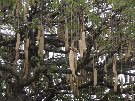 L'arbre a saucisse L'arbre a saucisse