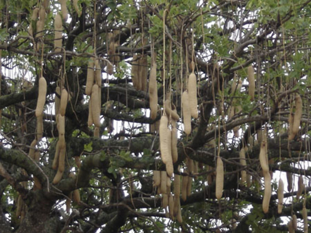 L'arbre a saucisse