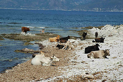 Vaches à la plage