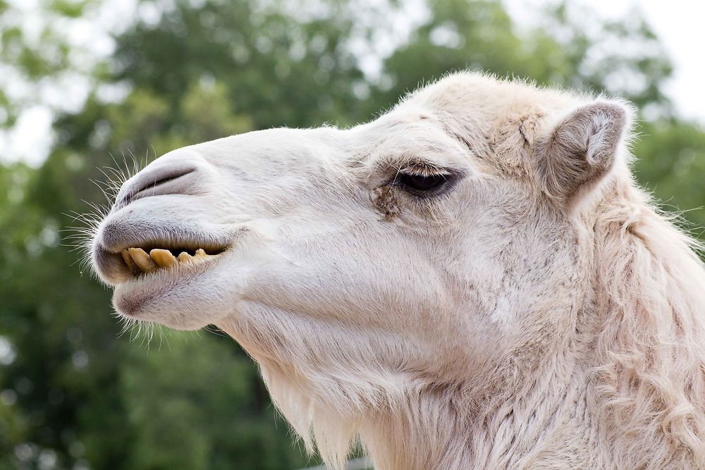 Sétif - Zoo - Un dromadaire