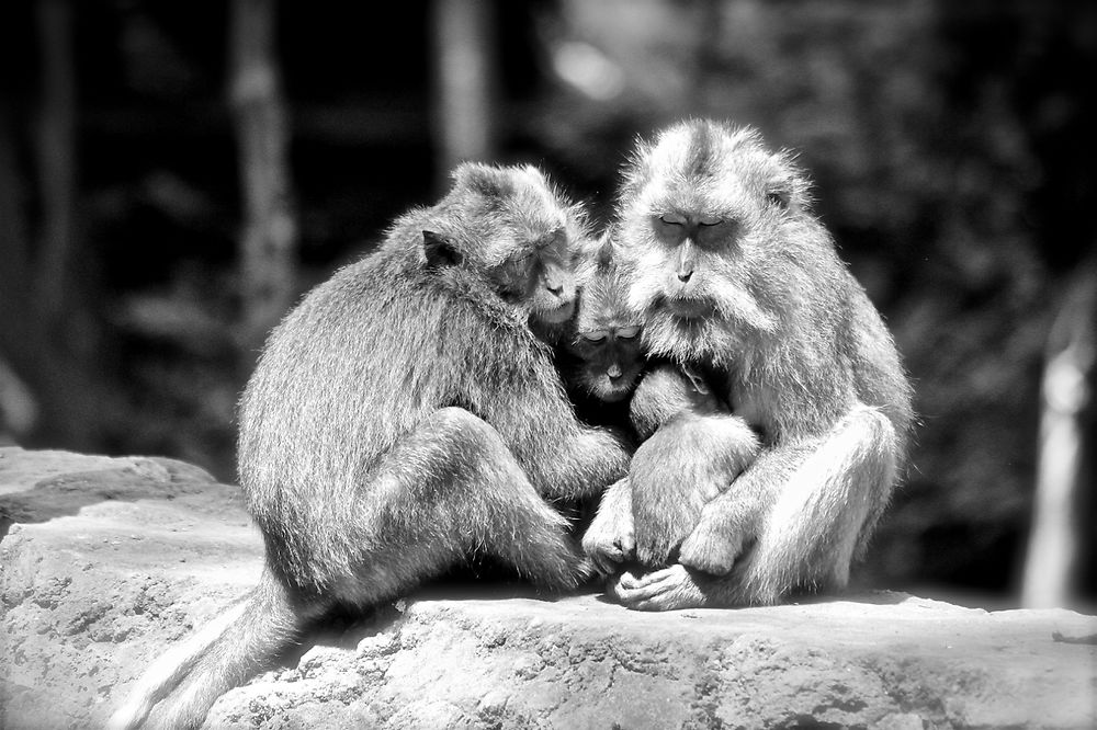 Portrait de famille de macaques crabriers