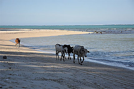 Vaches sur la plage