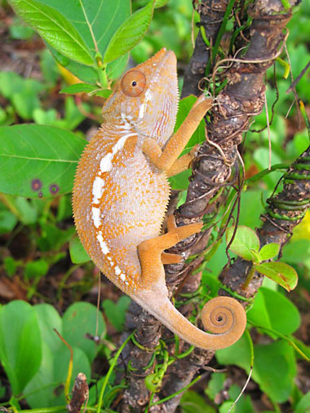 Caméléon à Ambodikakazo