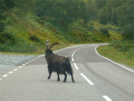 Sur la route de Gairloch... Sur la route de Gairloch...