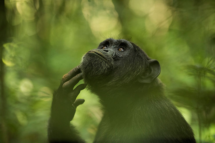 Chimpanzé dans la forêt de Kibale, Ouganda