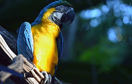 Perroquet du Brésil